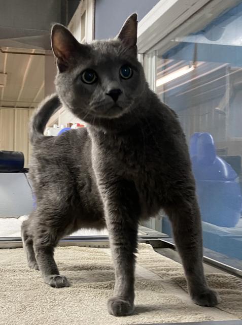 Enlarge Monte, a Adopted mixed breed in Virginia, MN image 4/5