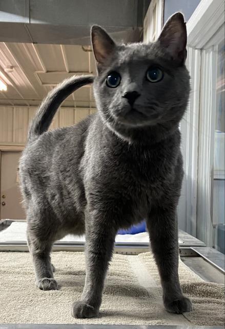 Enlarge Monte, a Adopted mixed breed in Virginia, MN image 5/5