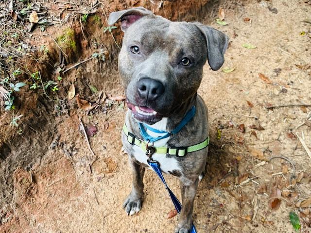 Enlarge PETE, a Adoptable American Staffordshire Terrier in Tallahassee, FL image 1/1