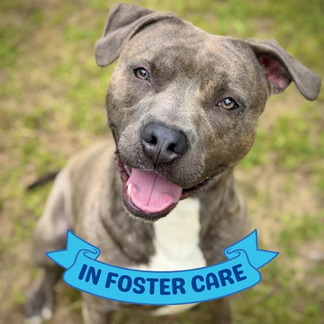 PETE, Adoptable, Adult Male American Staffordshire Terrier.
