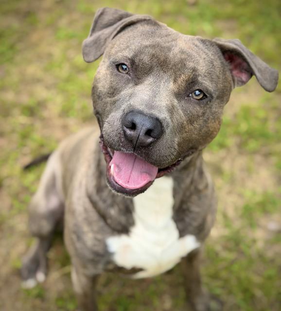 PETE, Adoptable, Adult Male American Staffordshire Terrier.