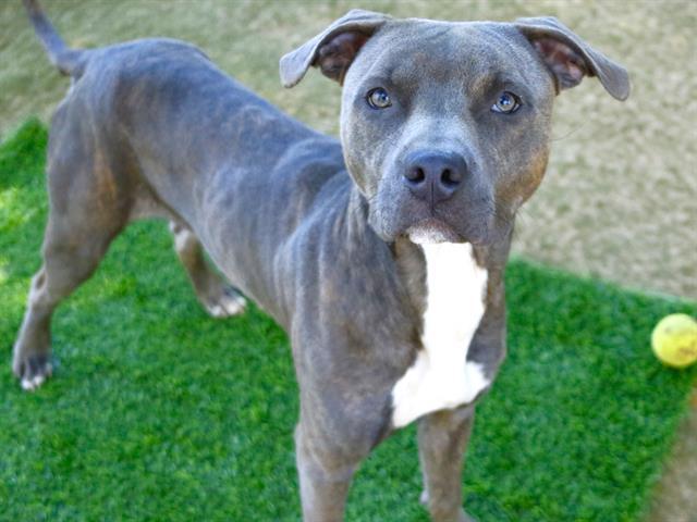 PETE, Adoptable, Young Male American Staffordshire Terrier.