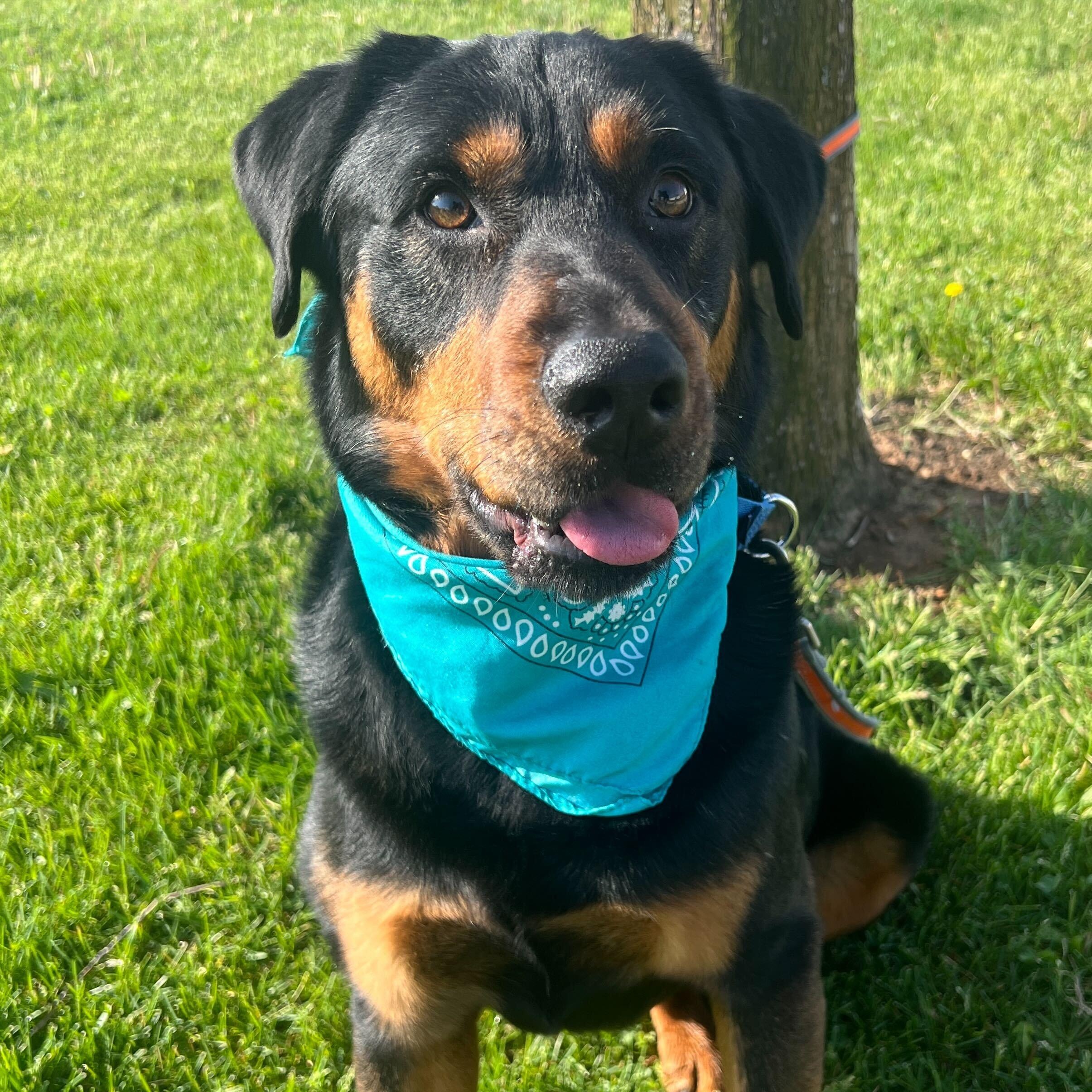 Enlarge Loki, an adoptable Mixed Breed in Canal Winchester, OH image 4/6