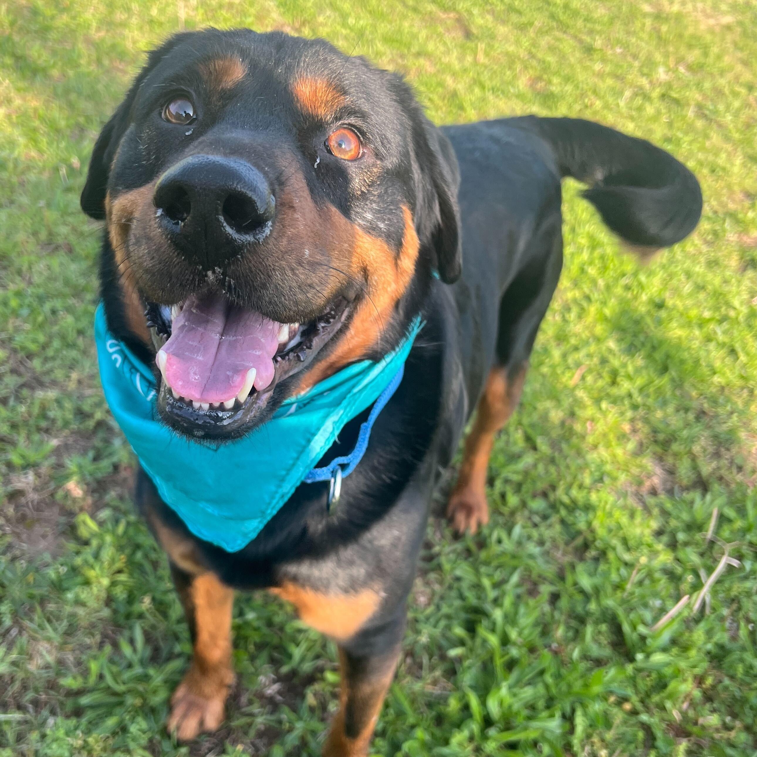 Enlarge Loki, an adoptable Mixed Breed in Canal Winchester, OH image 1/6