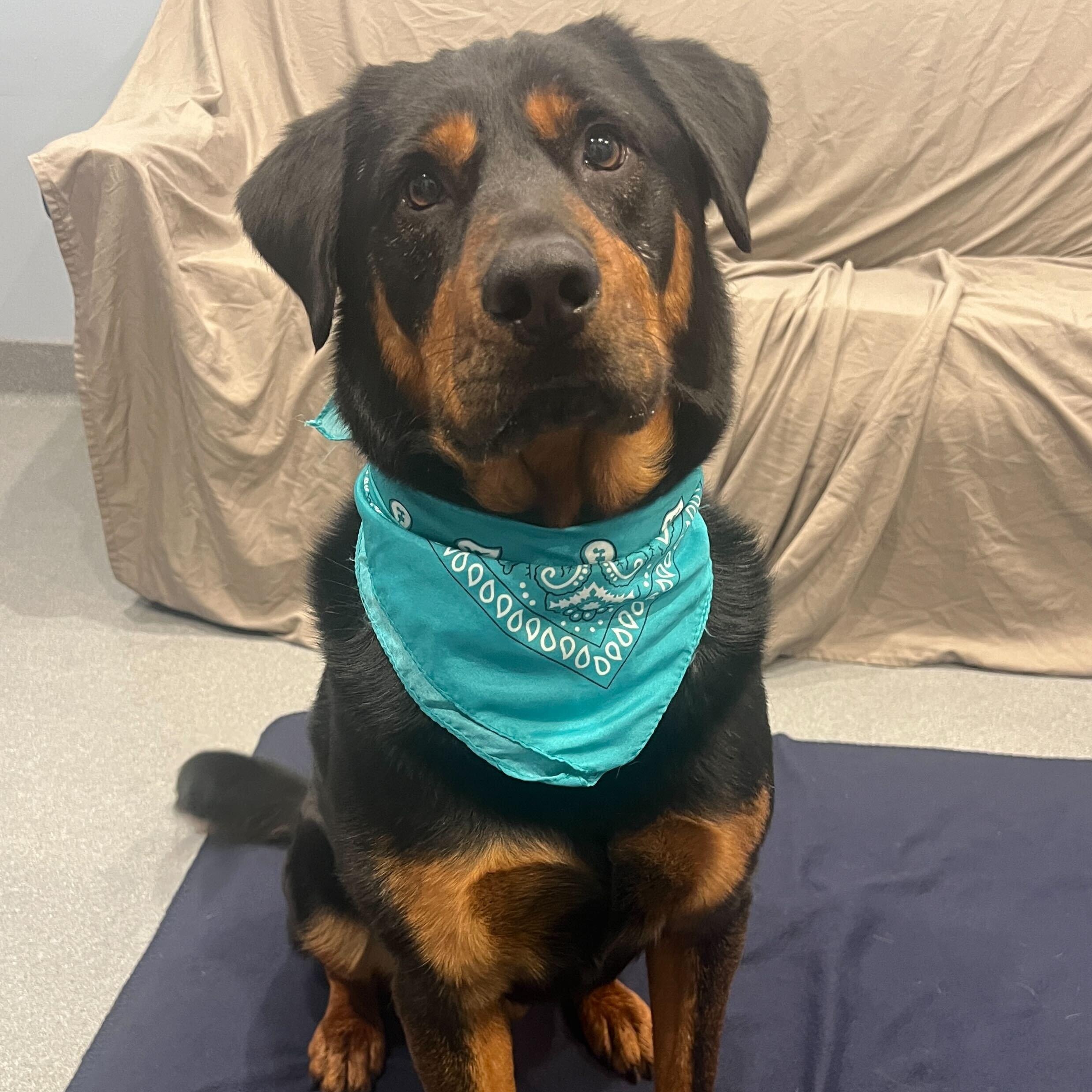 Enlarge Loki, an adoptable Mixed Breed in Canal Winchester, OH image 2/6