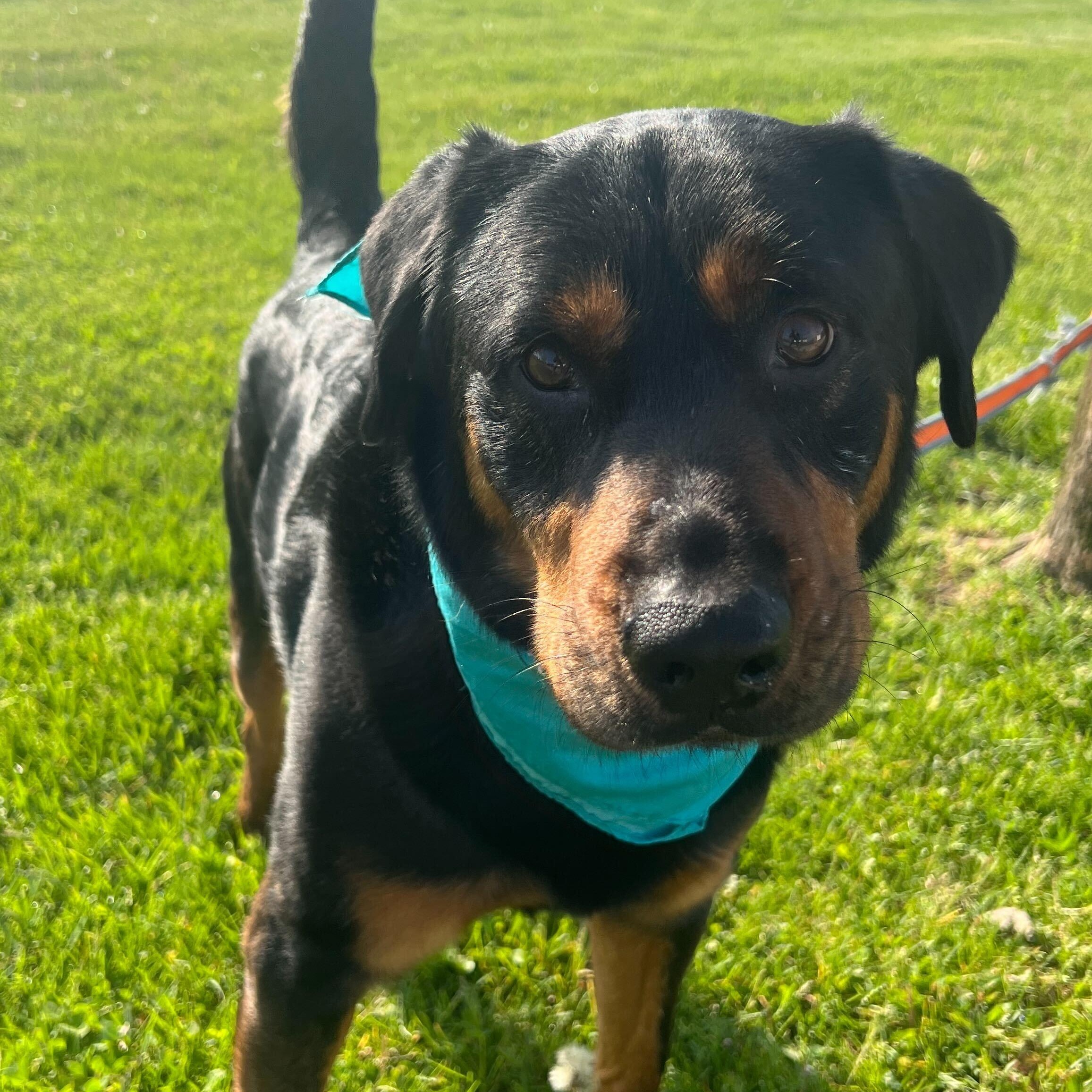 Enlarge Loki, an adoptable Mixed Breed in Canal Winchester, OH image 5/6