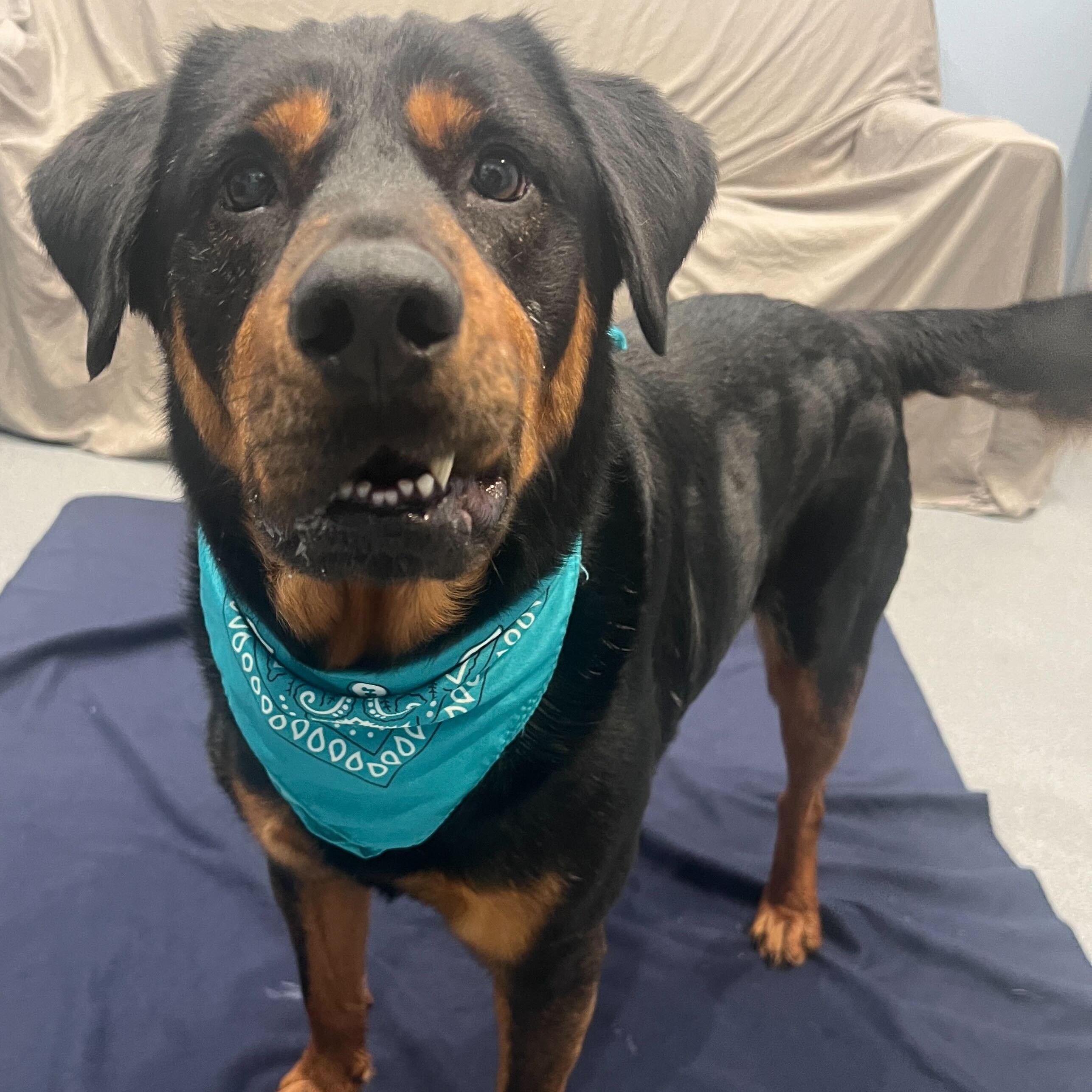 Enlarge Loki, an adoptable Mixed Breed in Canal Winchester, OH image 3/6