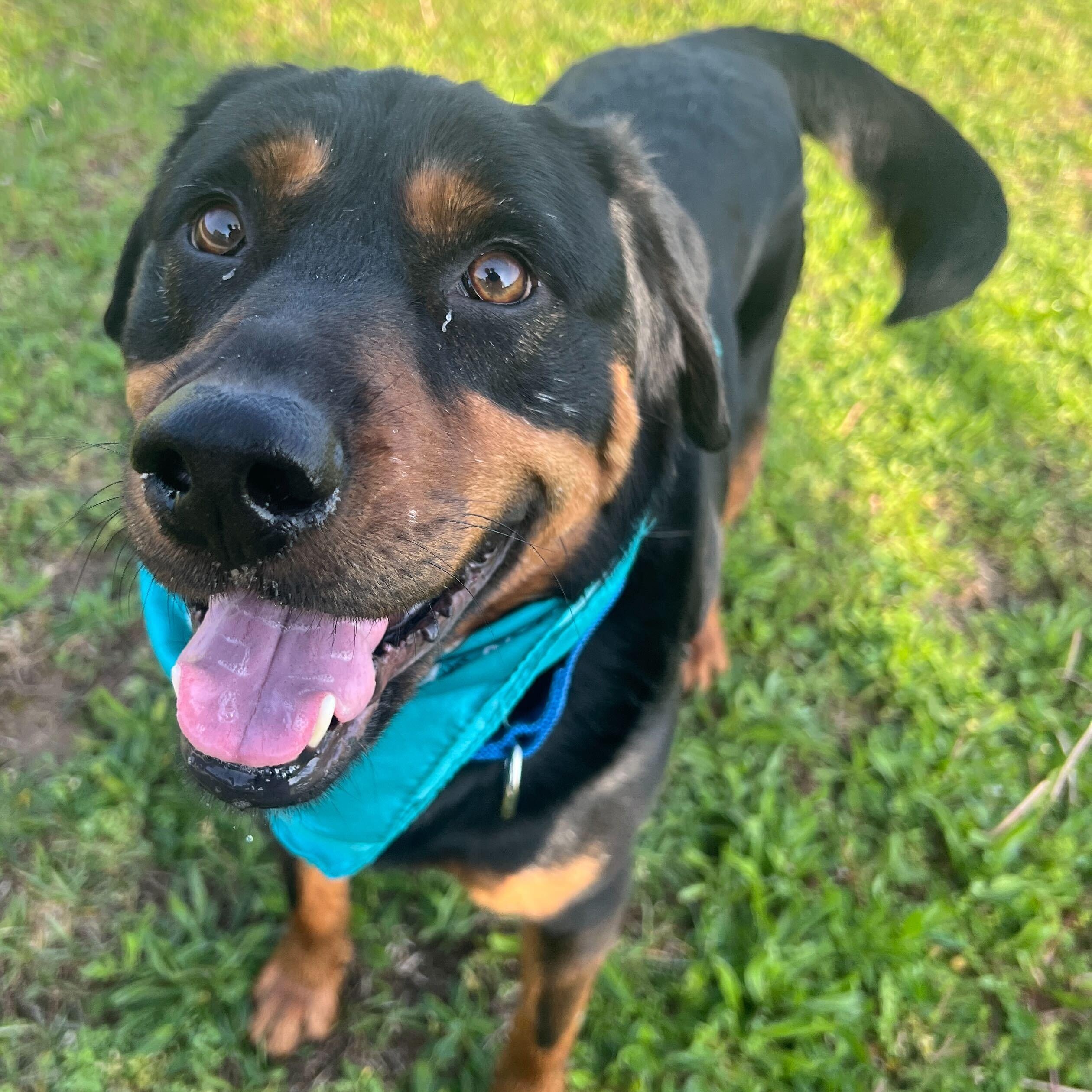 Enlarge Loki, an adoptable Mixed Breed in Canal Winchester, OH image 6/6
