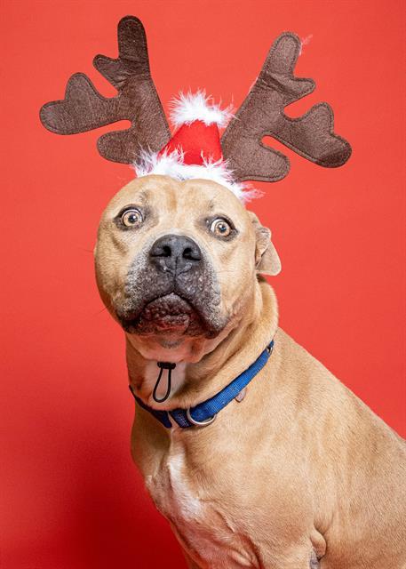 PONYBOY, Adoptable, Adult Male American Staffordshire Terrier.