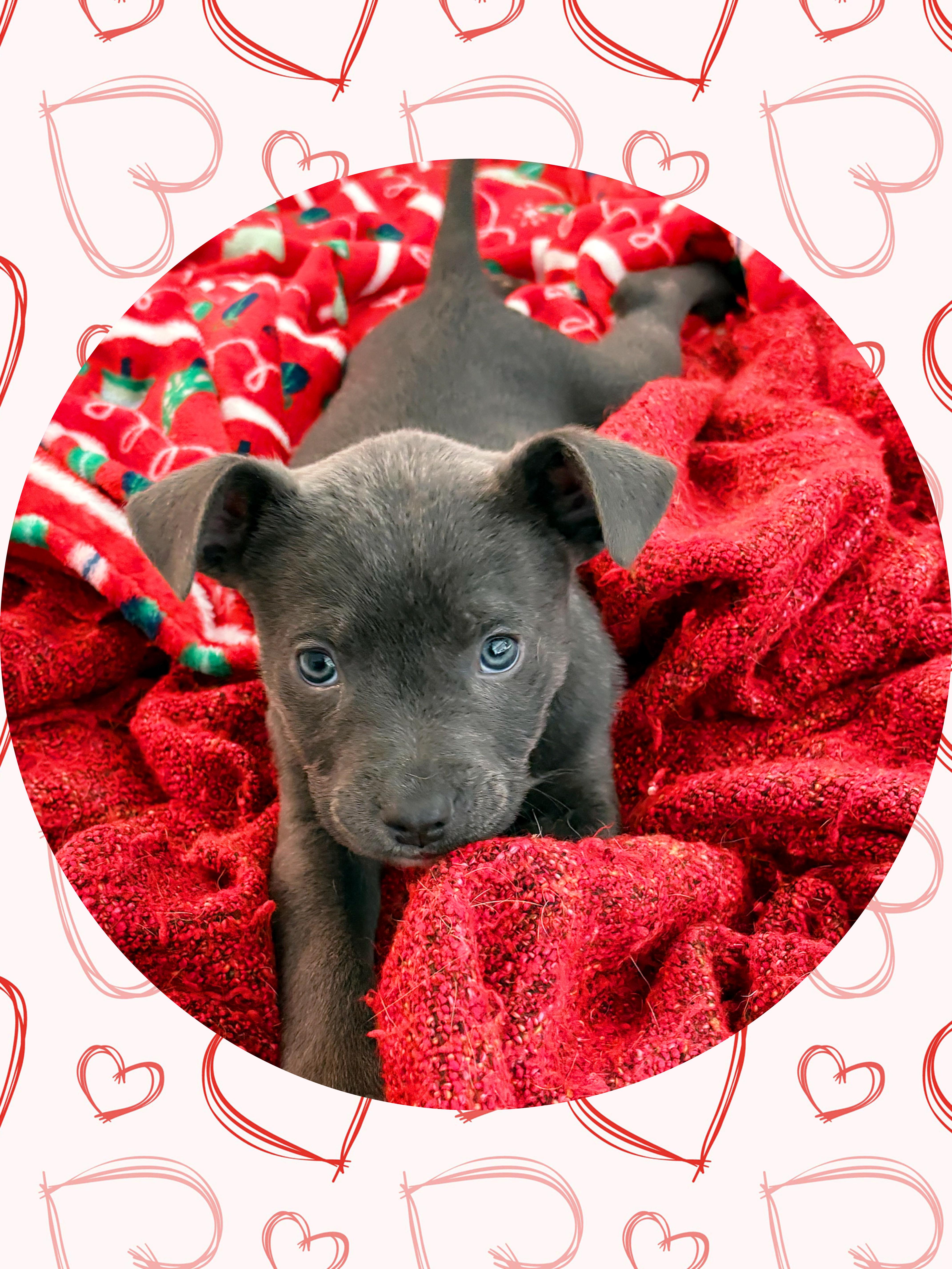 Adorable ASH, ADOPTABLE, Puppy Male Boxer & American Bulldog.