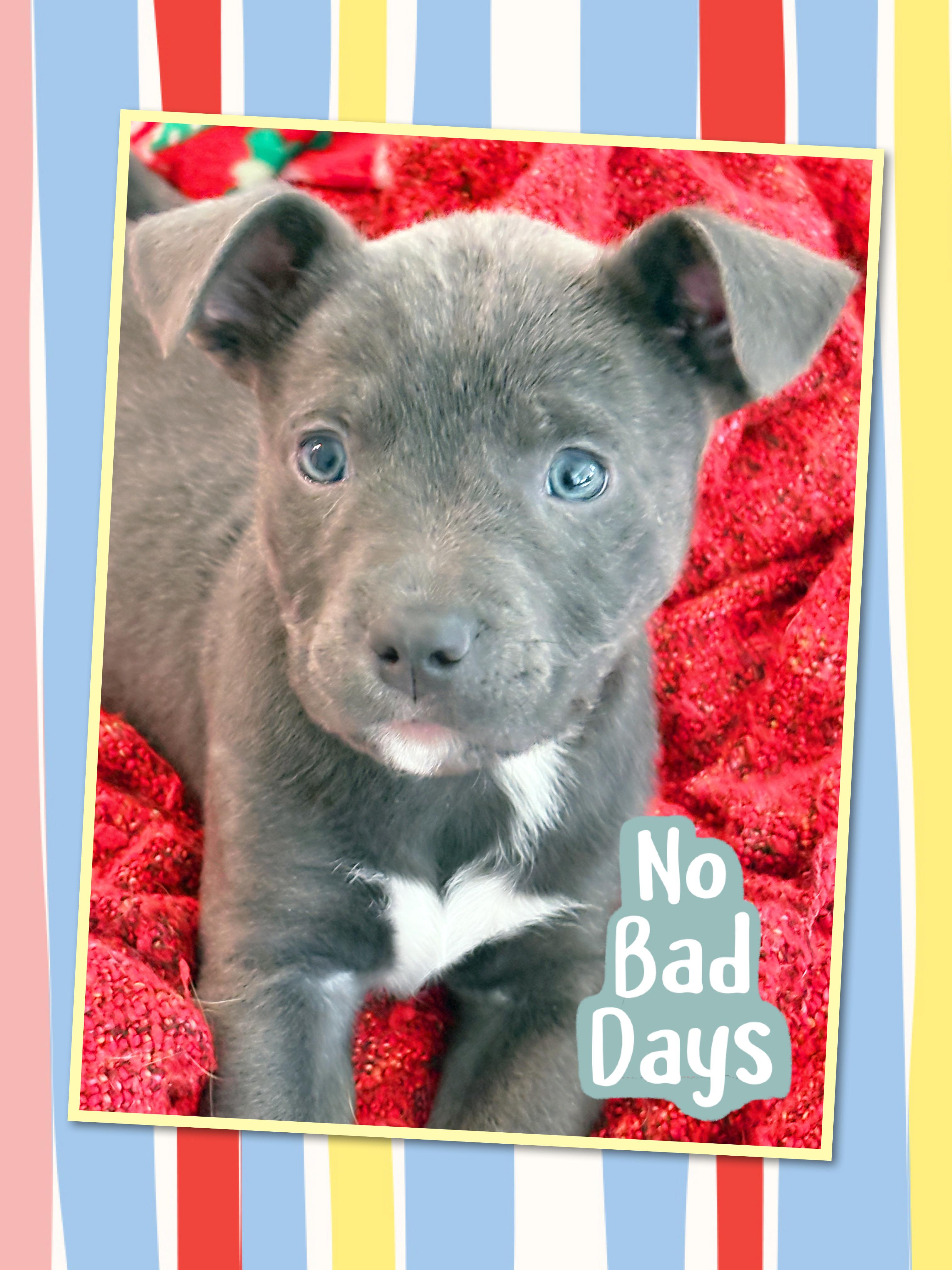 Adorable ASH, a ADOPTABLE mixed breed in Chandler, AZ image 2/5