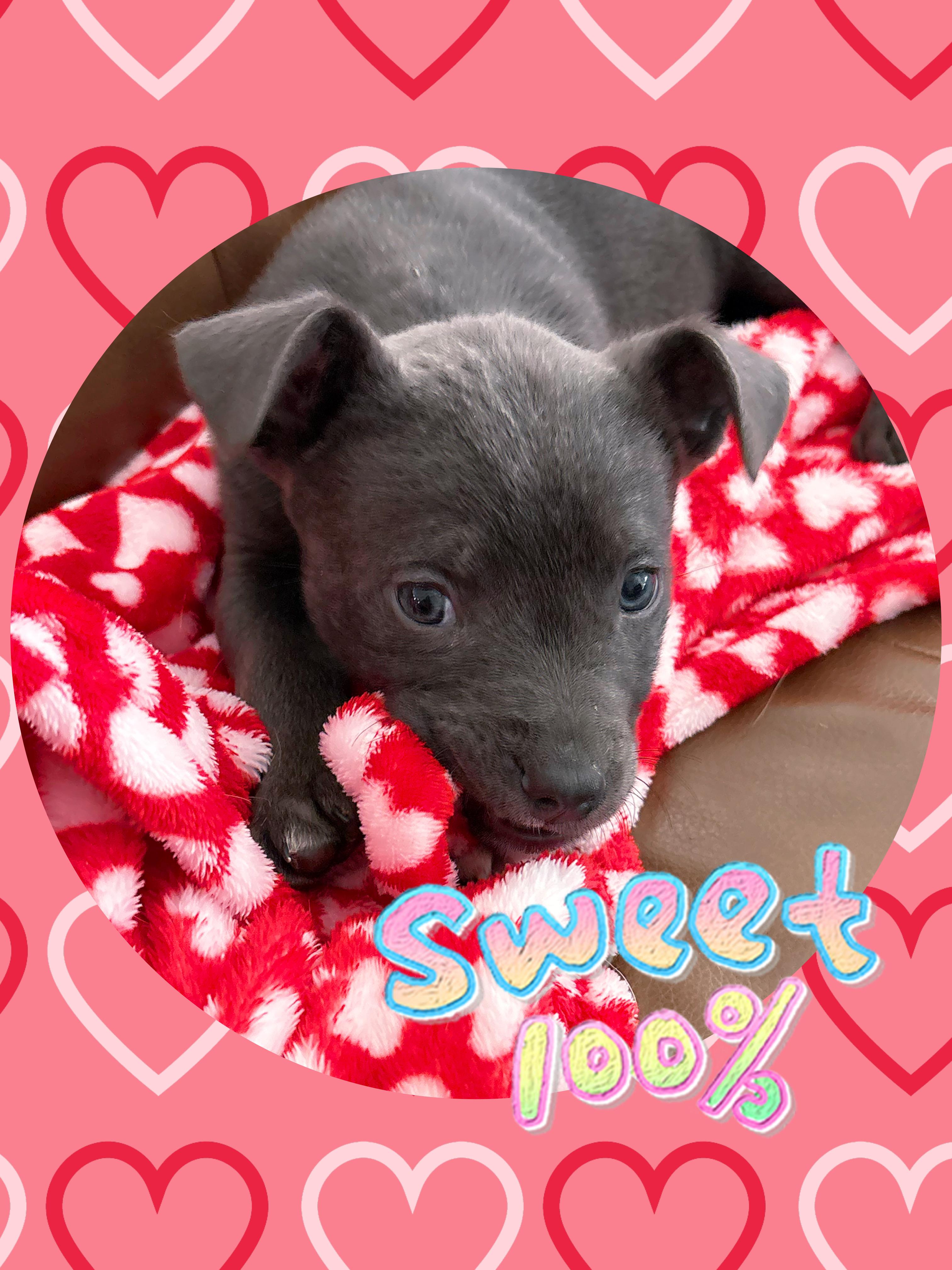 Adorable ASH, a ADOPTABLE mixed breed in Chandler, AZ image 3/5