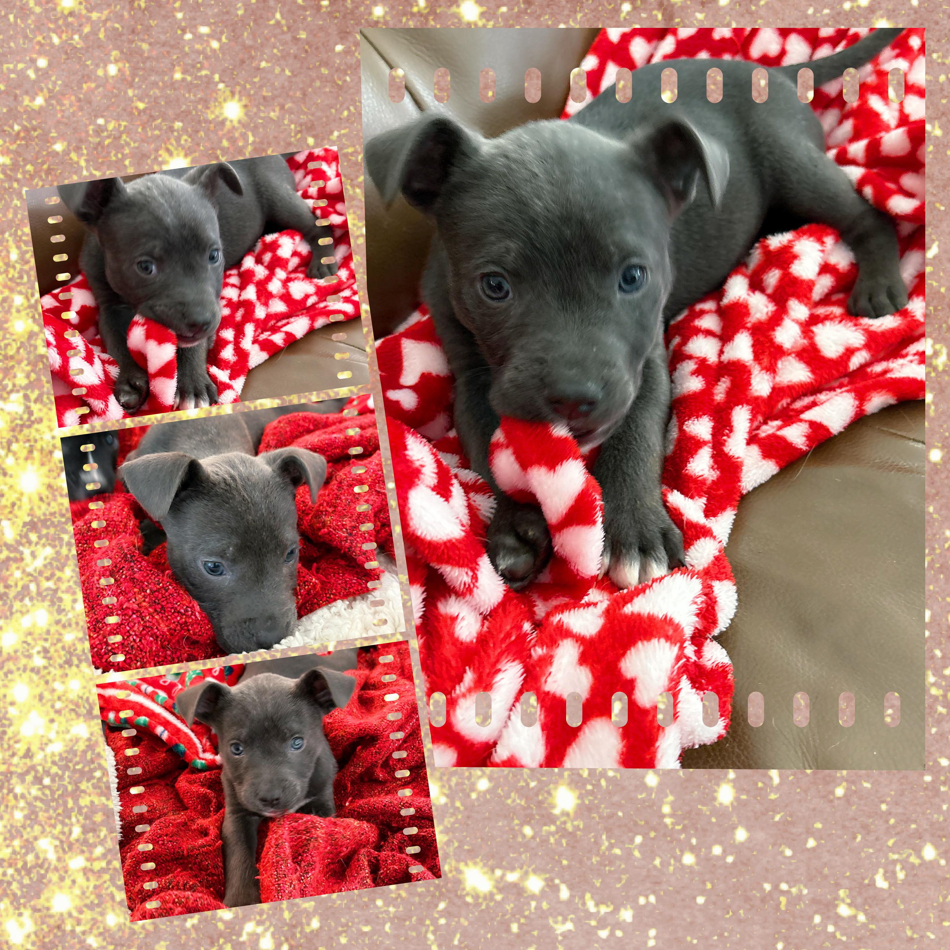 Adorable ASH, a ADOPTABLE mixed breed in Chandler, AZ image 5/5