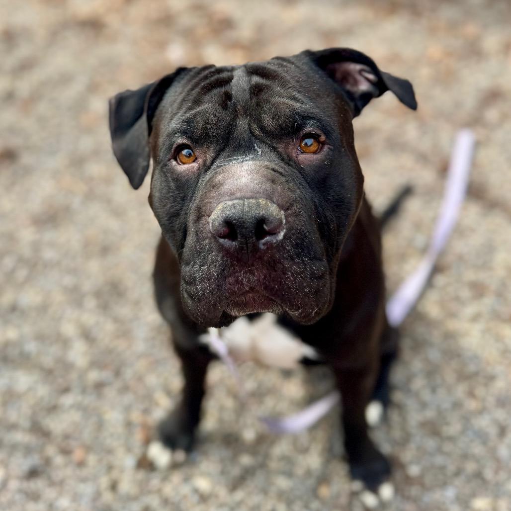 Brussels, Adoptable, Adult Male Mixed Breed.
