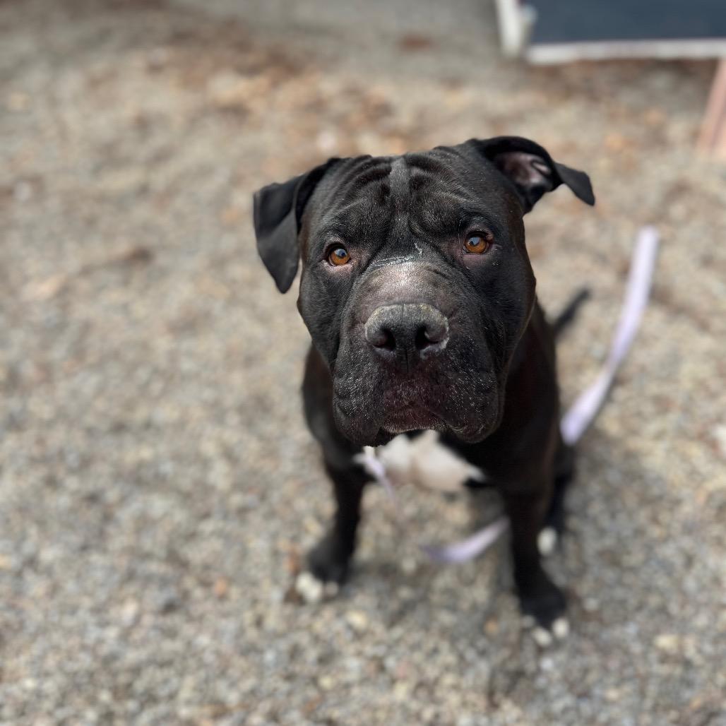 Brussels, a Adoptable Mixed Breed in Fairport, NY image 2/6