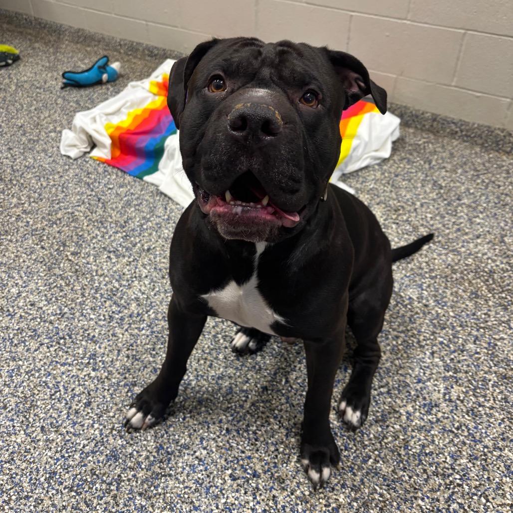 Brussels, a Adoptable Mixed Breed in Fairport, NY image 3/6
