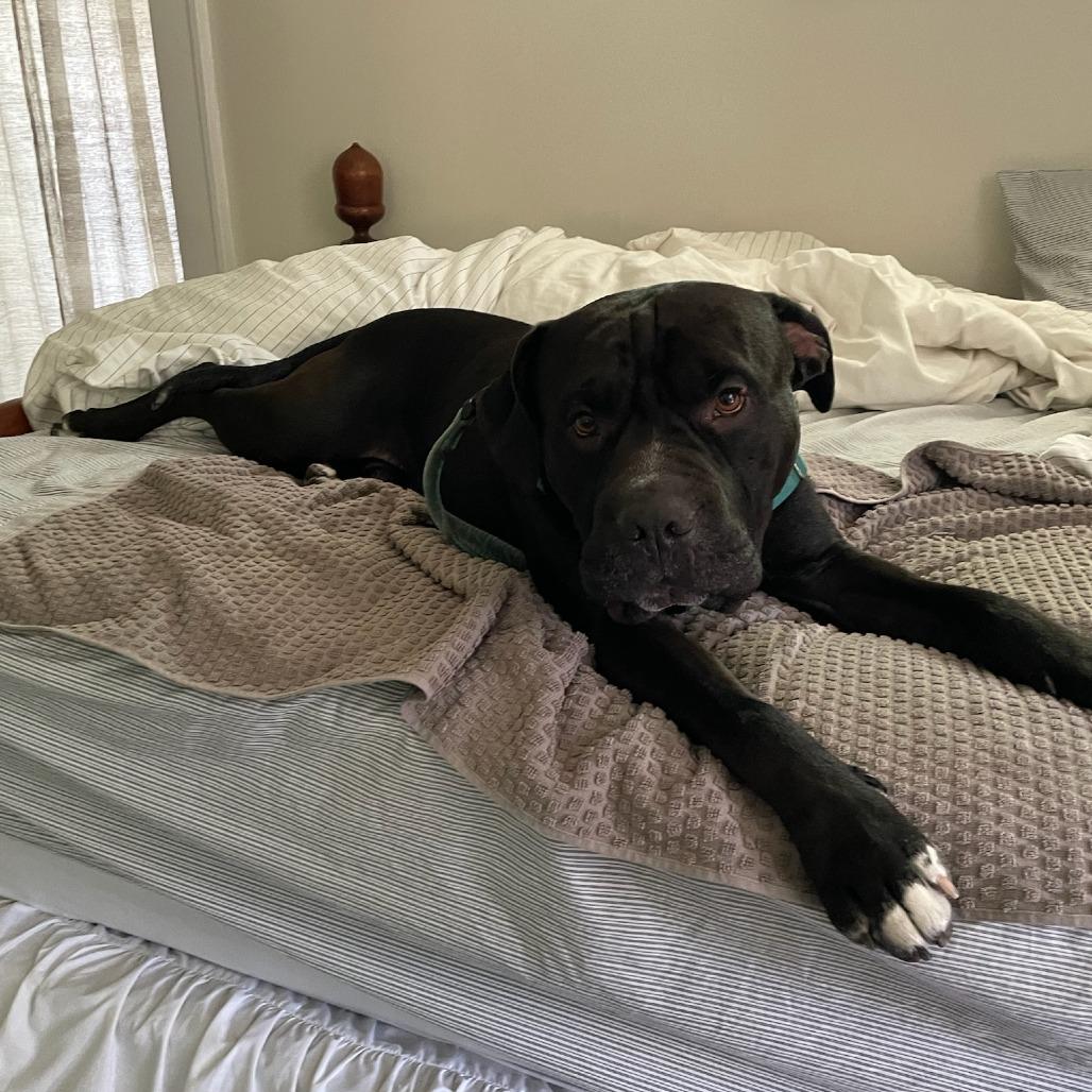 Brussels, a Adoptable Mixed Breed in Fairport, NY image 4/6