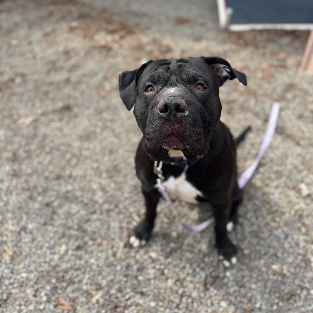 Brussels, a Adoptable Mixed Breed in Fairport, NY image 5/6