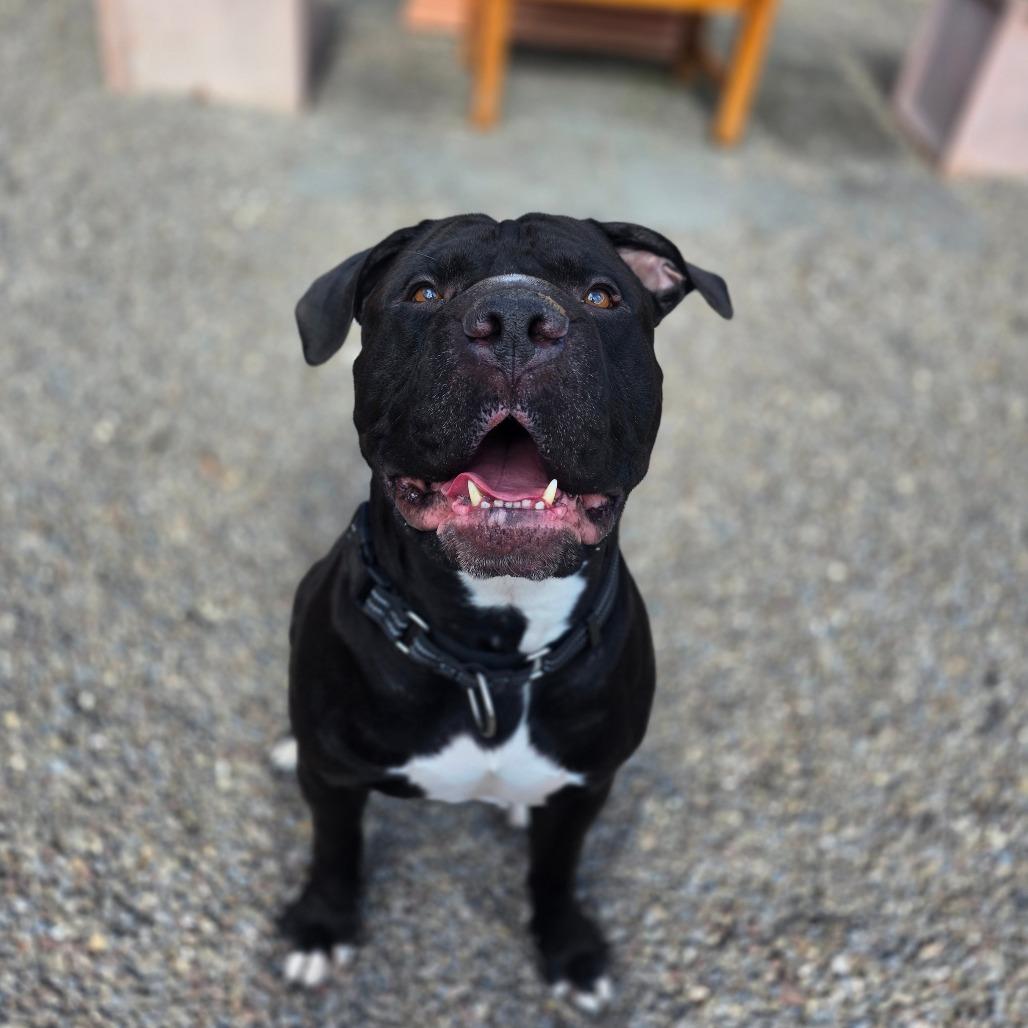 Brussels, a Adoptable Mixed Breed in Fairport, NY image 6/6