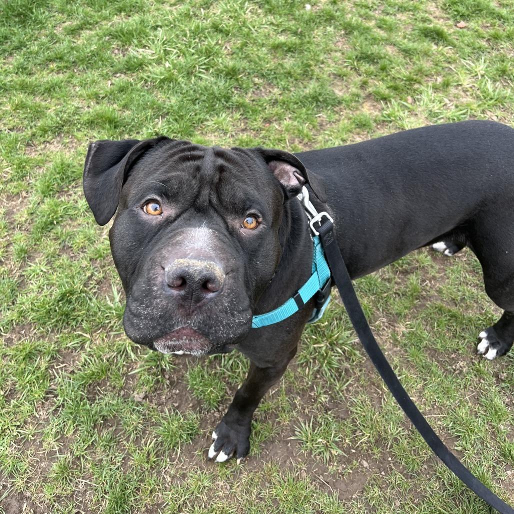 Brussels, a Adoptable Mixed Breed in Fairport, NY image 6/6