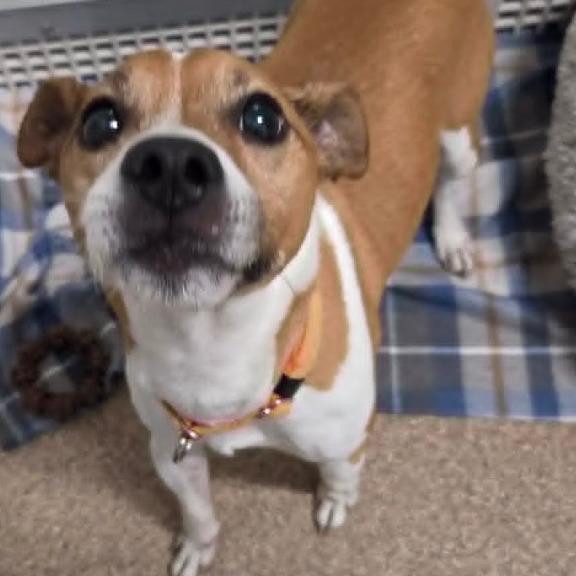 Robby (Taco), Adoptable, Adult Male Mixed Breed.