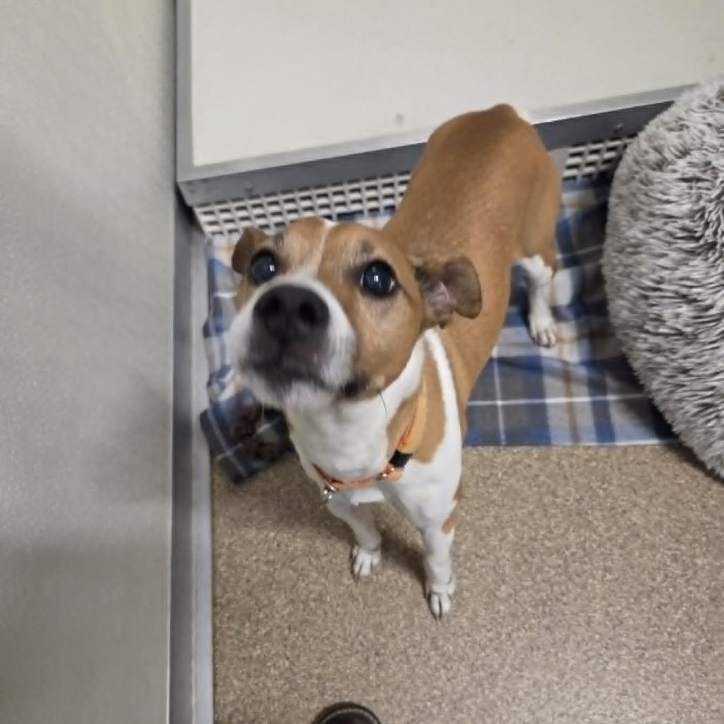 Enlarge Robby (Taco), a Adoptable Mixed Breed in Ballston Spa, NY image 2/2