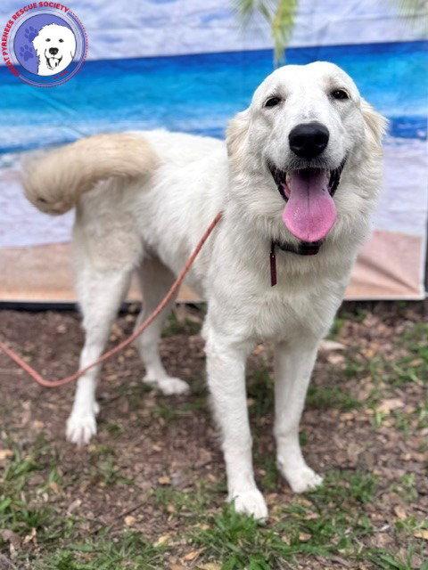 Enlarge Elene, a Adoptable Great Pyrenees in Janesville, WI image 2/6