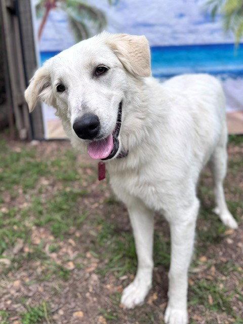 Enlarge Elene, a Adoptable Great Pyrenees in Janesville, WI image 5/6