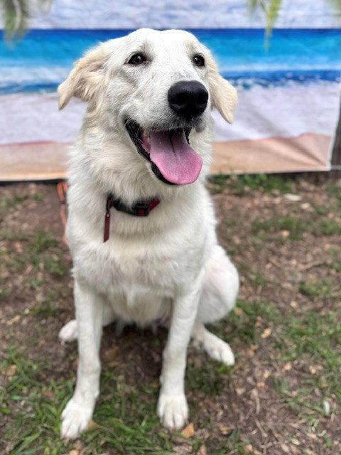 Enlarge Elene, a Adoptable Great Pyrenees in Janesville, WI image 6/6