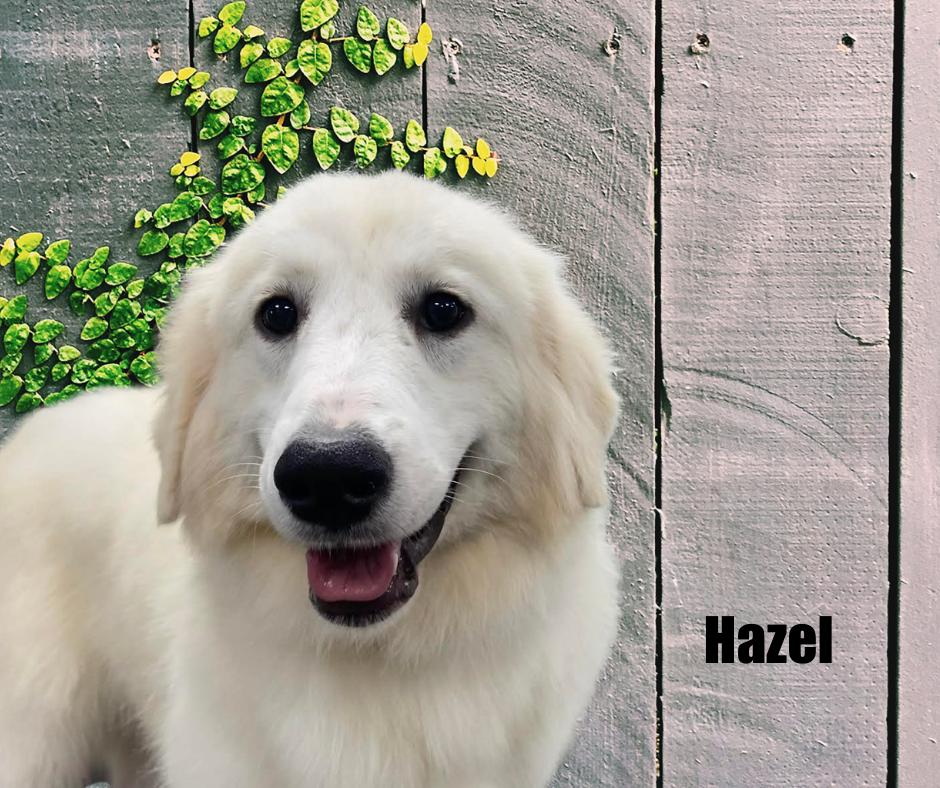 Enlarge Hazel, a Adoptable Great Pyrenees in Marshville, NC image 3/5