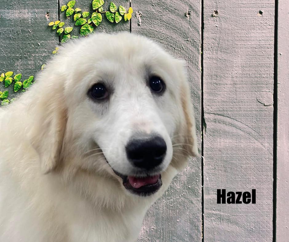 Enlarge Hazel, a Adoptable Great Pyrenees in Marshville, NC image 2/5