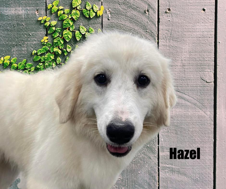 Enlarge Hazel, a Adoptable Great Pyrenees in Marshville, NC image 4/5