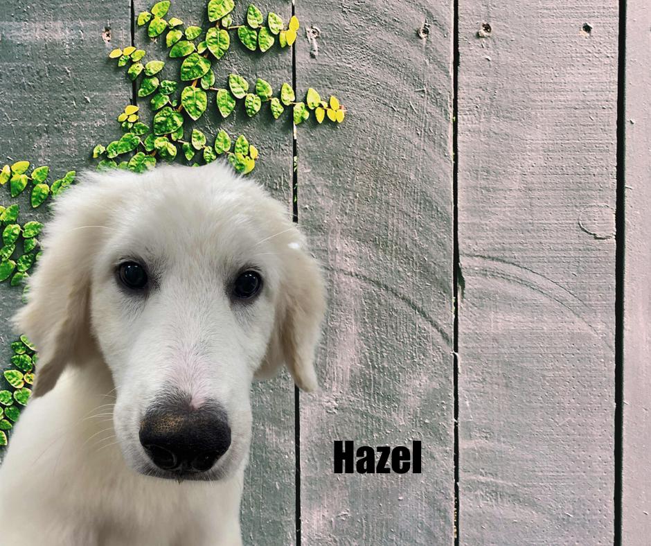 Enlarge Hazel, a Adoptable Great Pyrenees in Marshville, NC image 1/1