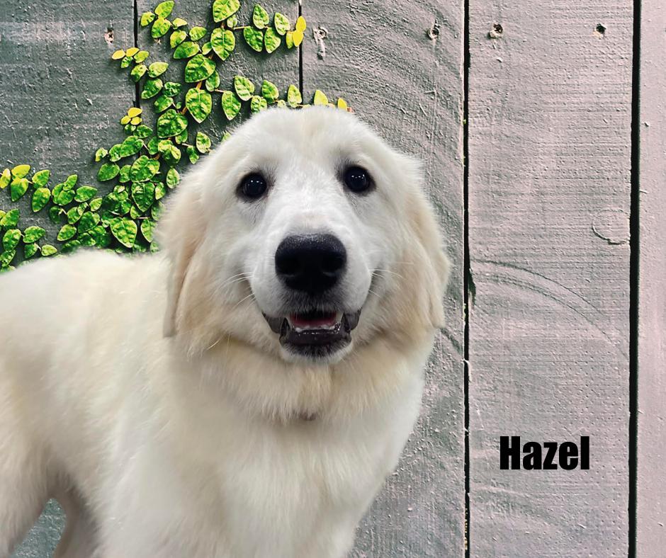 Enlarge Hazel, a Adoptable Great Pyrenees in Marshville, NC image 1/5