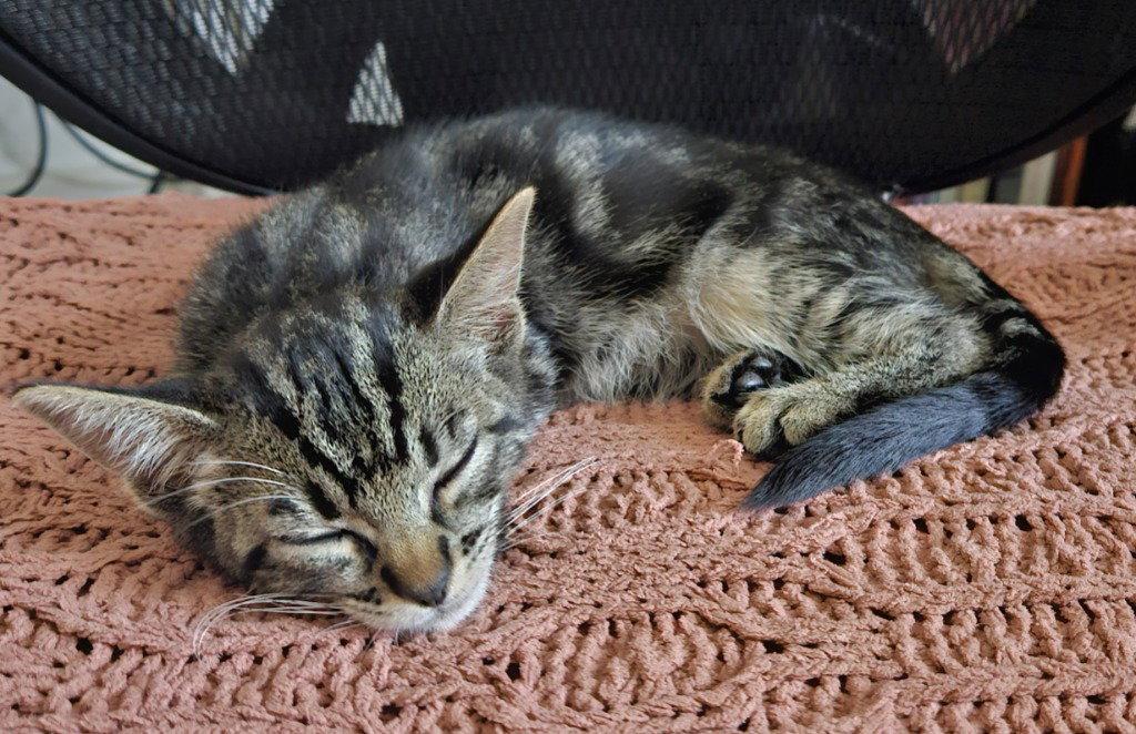 26-30 Alex, Adoptable, Kitten Female Domestic Short Hair.