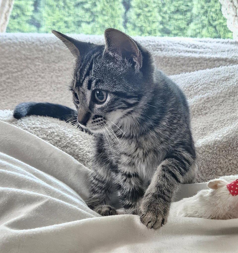 Enlarge 26-30 Alex, a Adoptable Domestic Short Hair in St. Helens, OR image 2/2