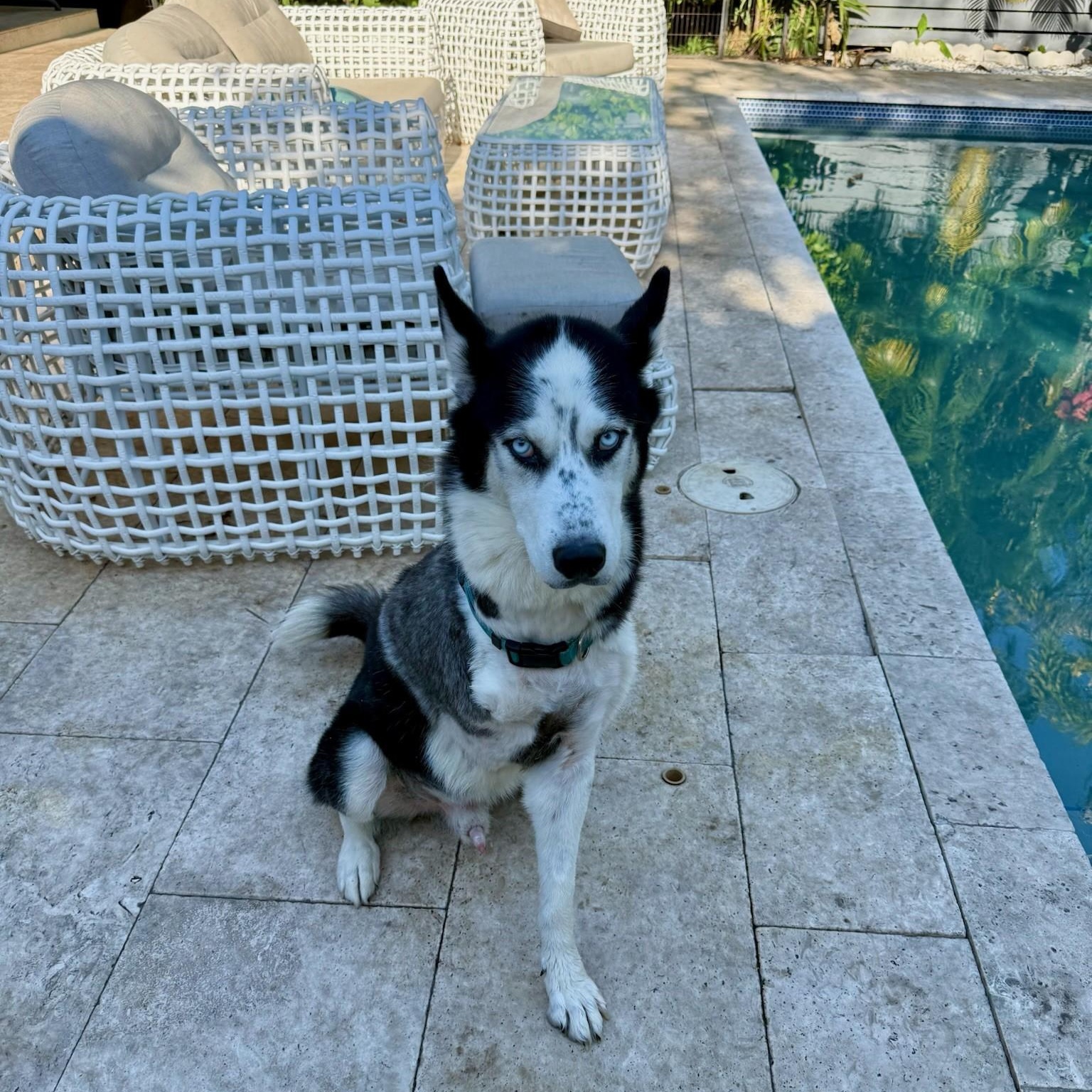 Ghost- Tripod, an adoptable Husky in Key West, FL, 33040 | Photo Image 4