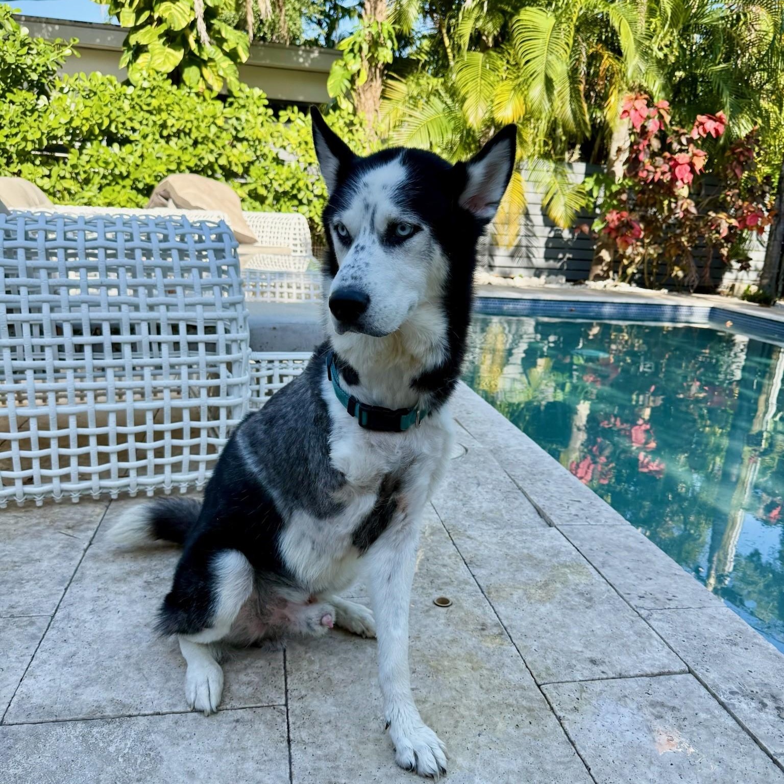 Ghost- Tripod, an adoptable Husky in Key West, FL, 33040 | Photo Image 5