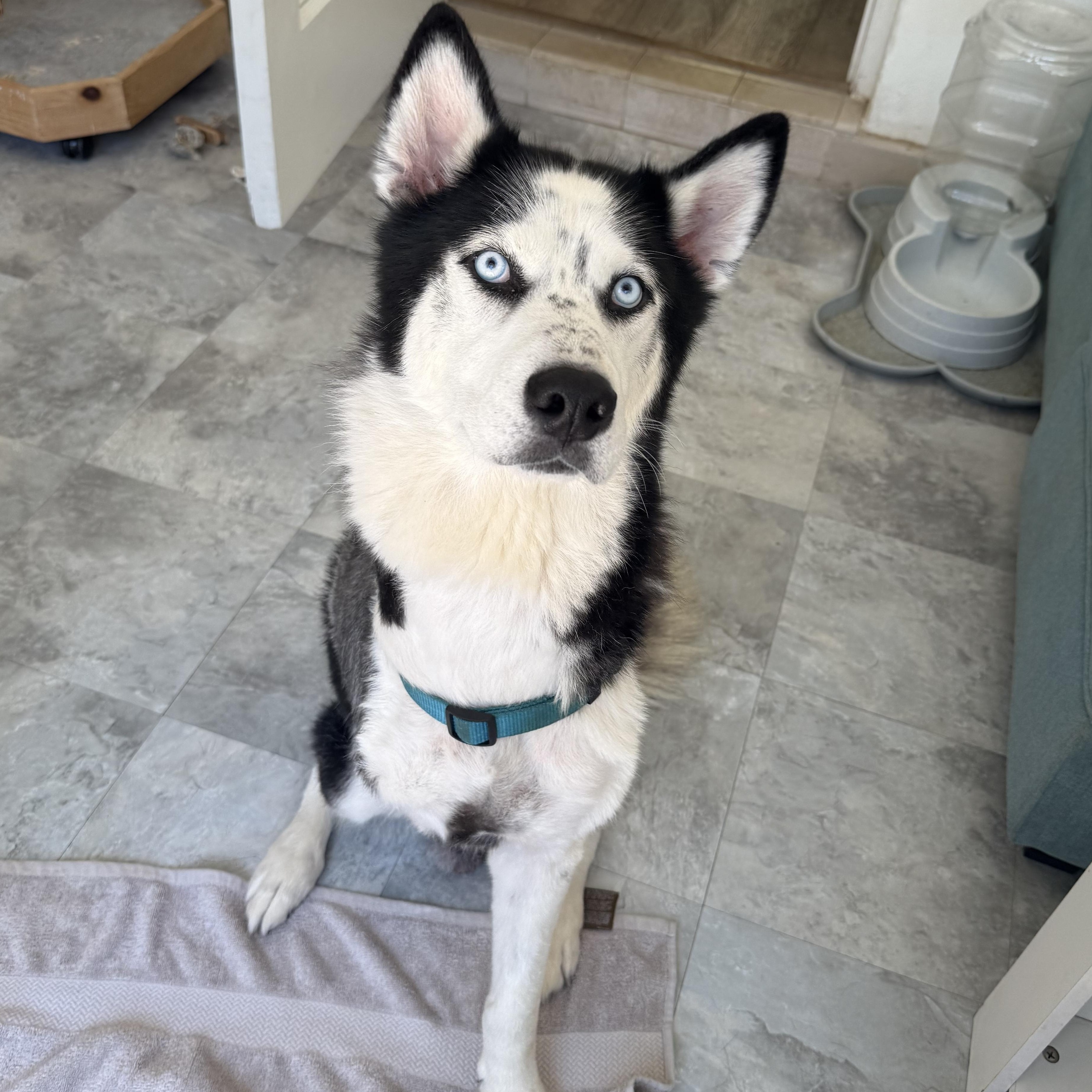 Ghost- Tripod, an adoptable Husky in Key West, FL, 33040 | Photo Image 1