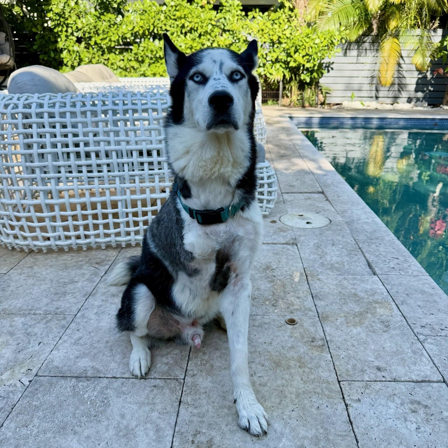Ghost- Tripod, an adoptable Husky in Key West, FL, 33040 | Photo Image 3