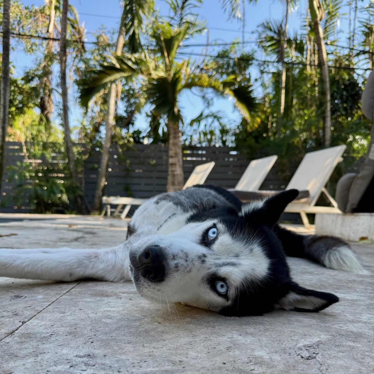 Ghost- Tripod, an adoptable Husky in Key West, FL, 33040 | Photo Image 2