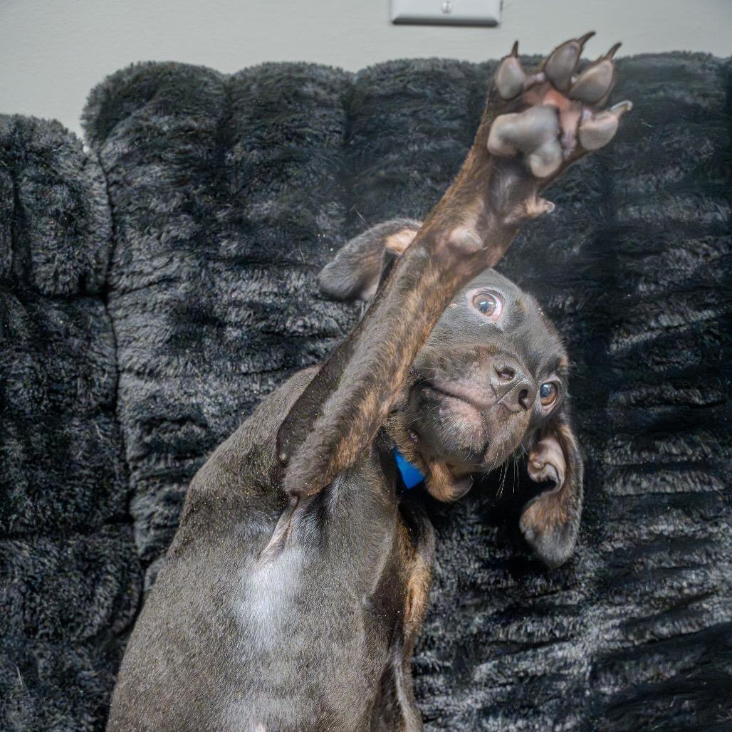 Enlarge Harry, a Adoptable mixed breed in Pawling, NY image 1/6