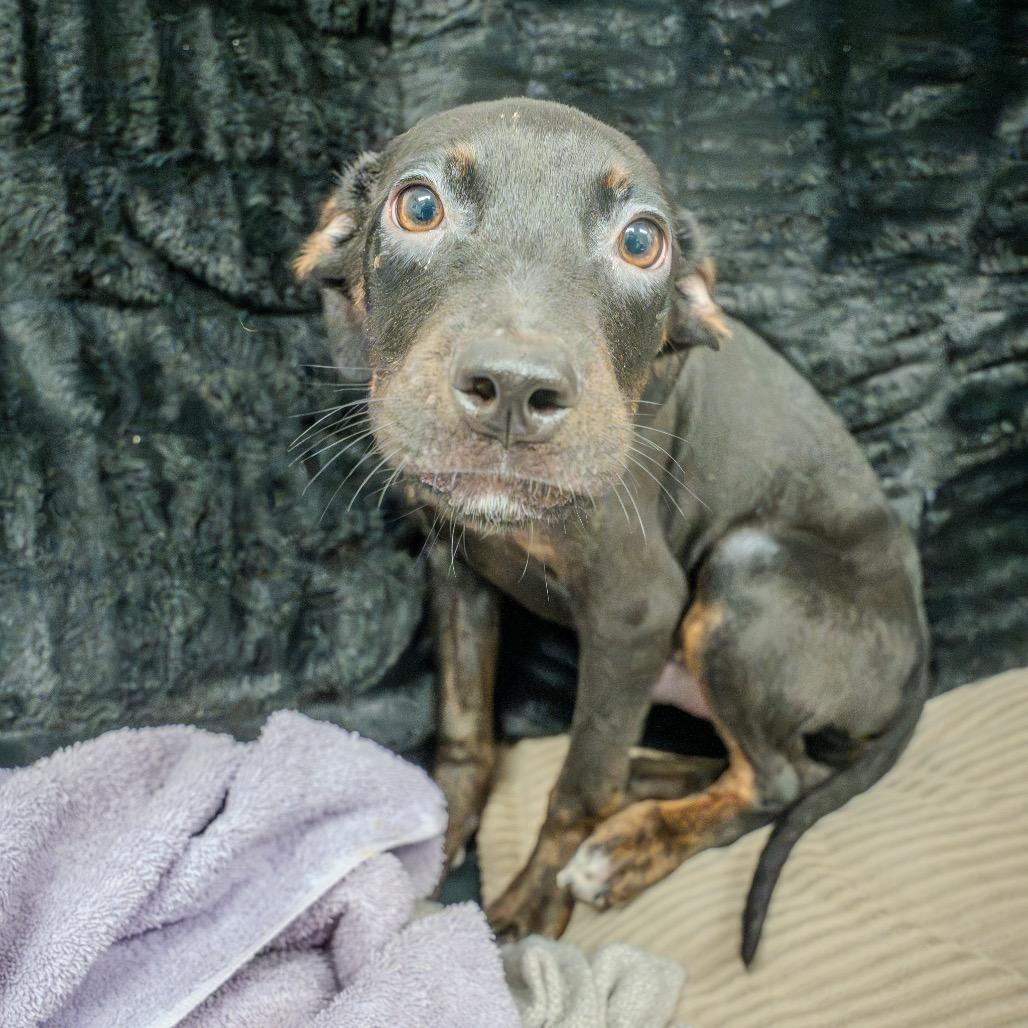 Enlarge Harry, a Adoptable mixed breed in Pawling, NY image 2/6