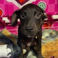 Enlarge Harry, a Adoptable mixed breed in Pawling, NY image 3/6