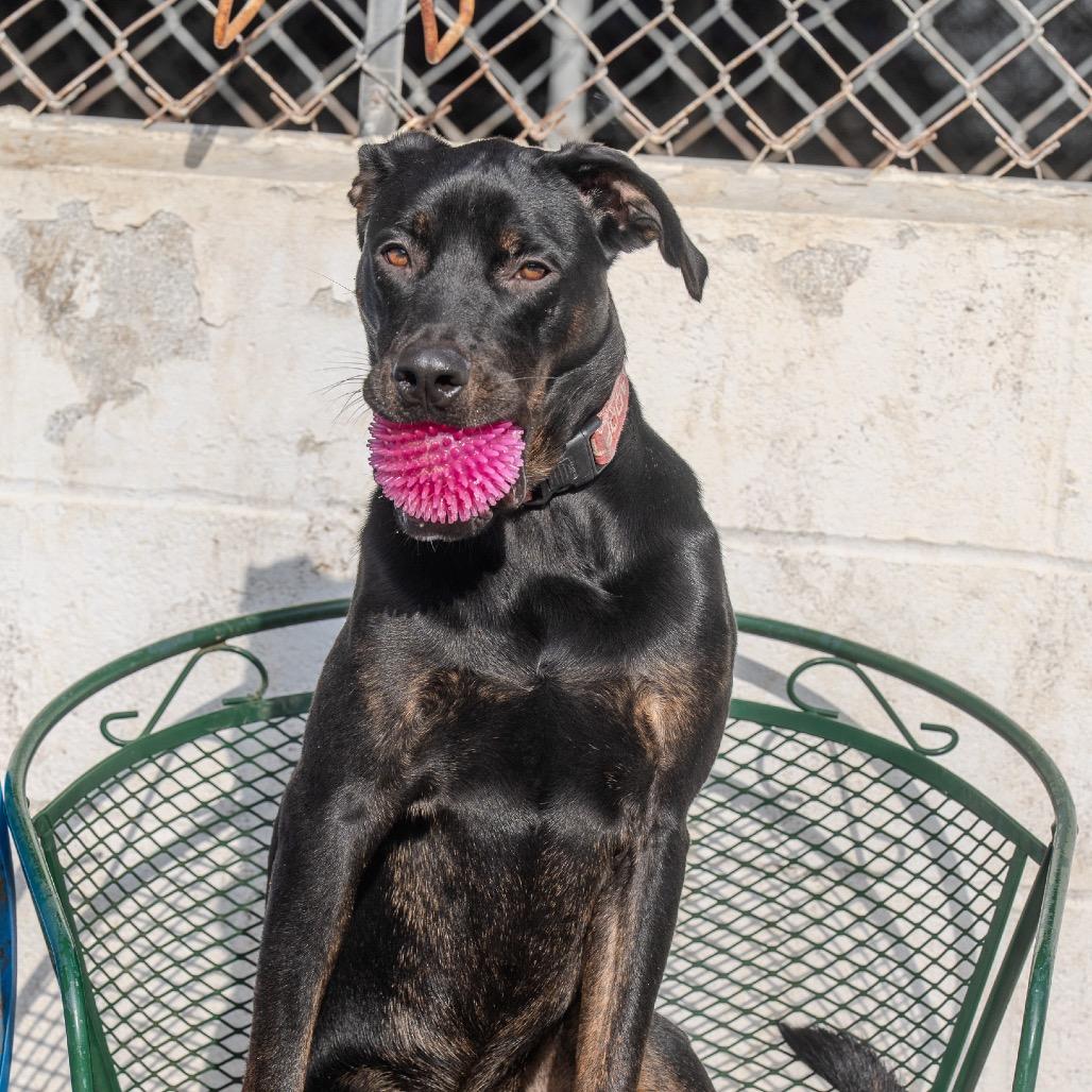 Enlarge Harry, a Adoptable mixed breed in Pawling, NY image 1/6