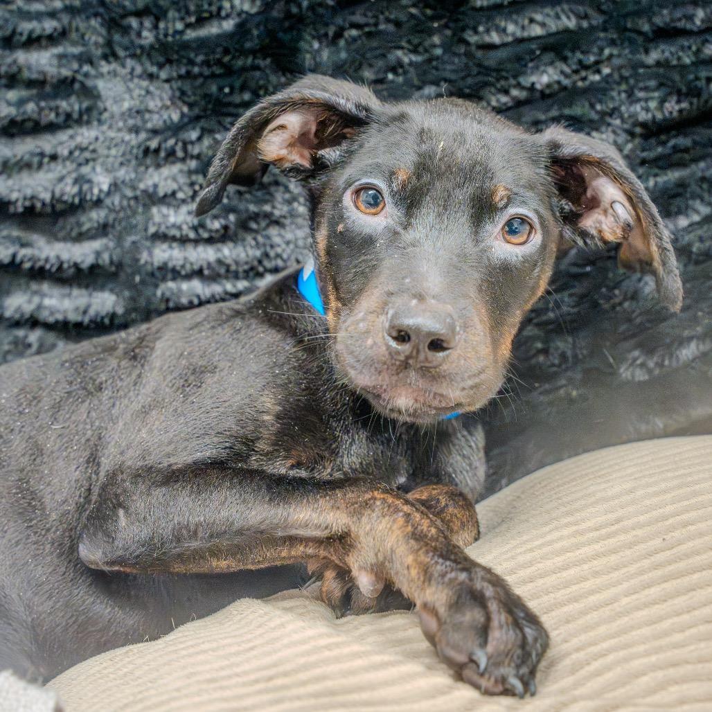 Enlarge Harry, a Adoptable mixed breed in Pawling, NY image 4/6