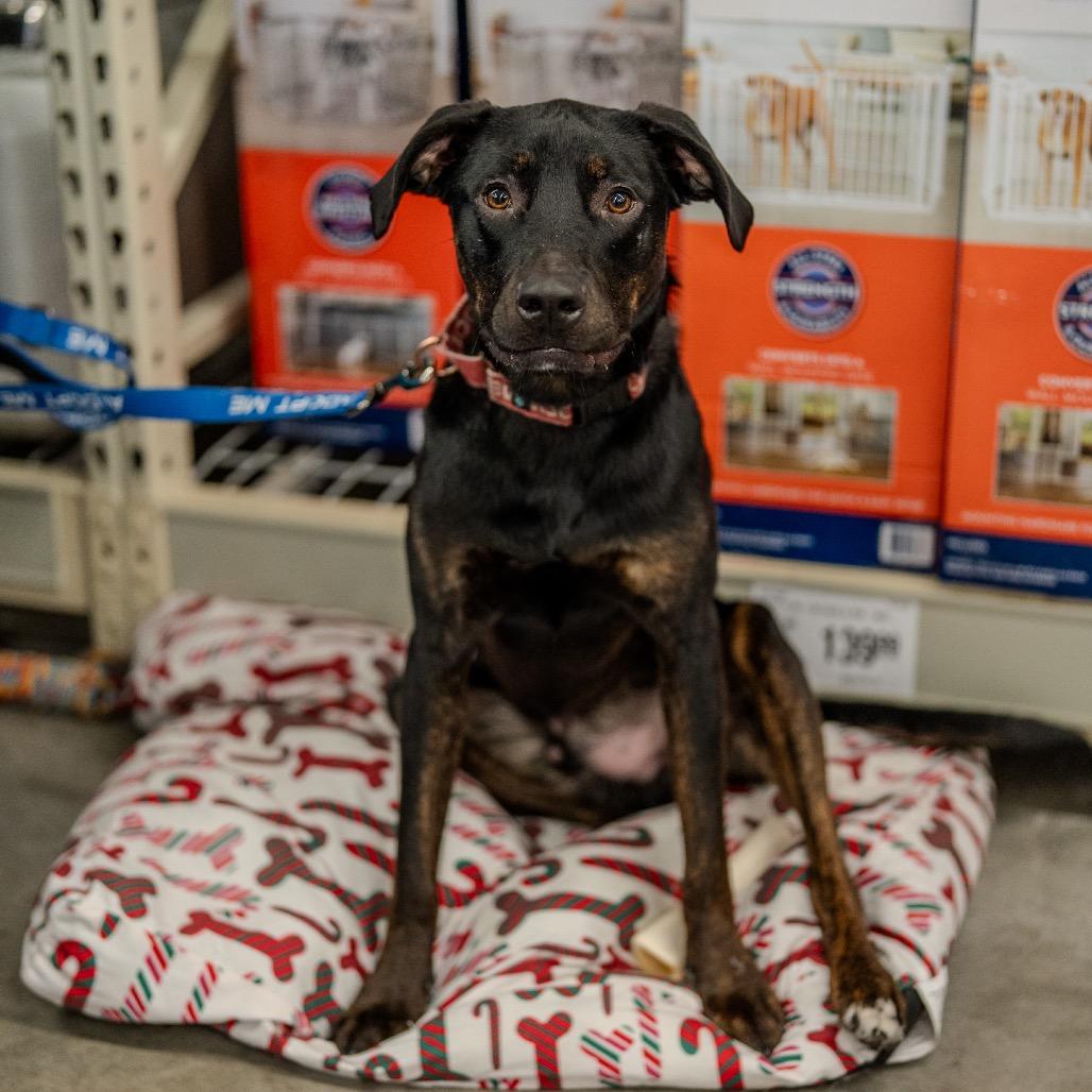 Harry, Adoptable, Young Male Terrier.