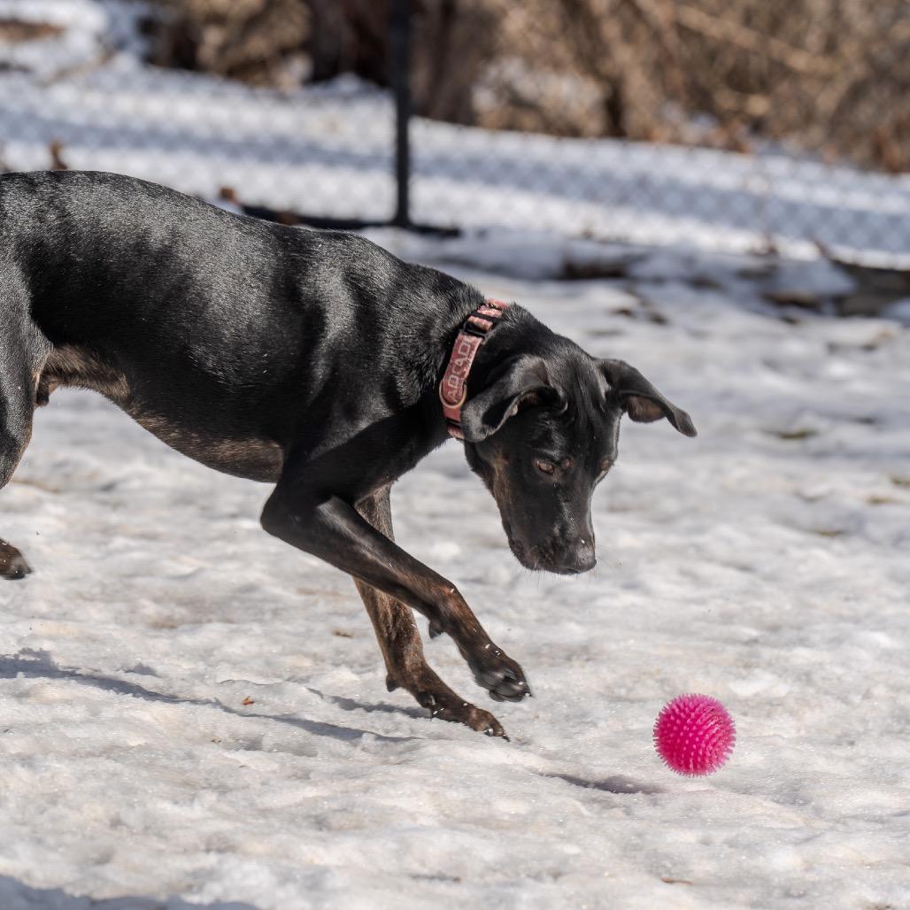 Enlarge Harry, a Adoptable mixed breed in Pawling, NY image 2/6