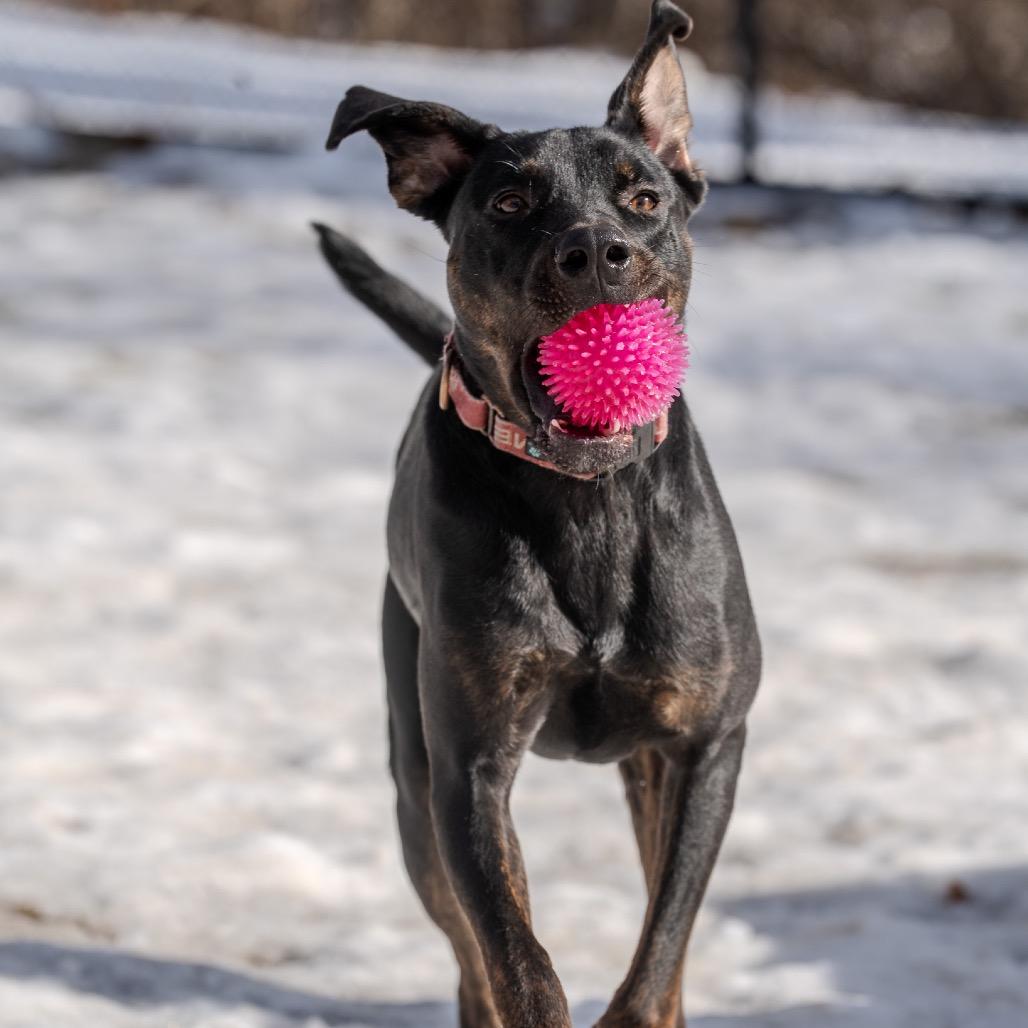 Enlarge Harry, a Adoptable mixed breed in Pawling, NY image 3/6