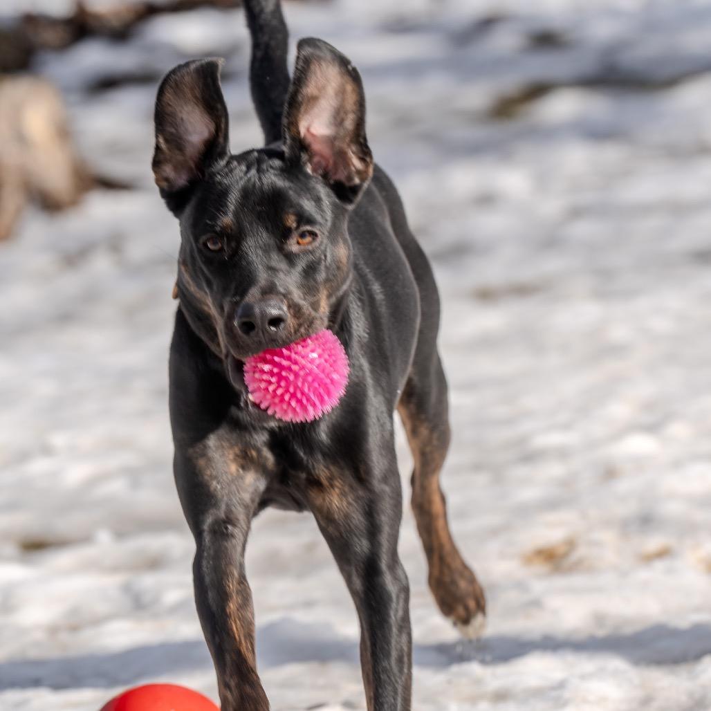 Enlarge Harry, a Adoptable mixed breed in Pawling, NY image 4/6